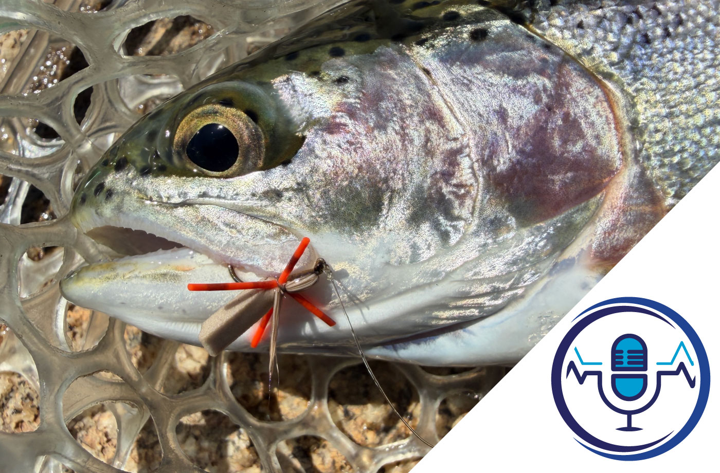 Ep41 – Summer Grasshopper Bite for Lake Trout – Lake Eucumbene episode artwork