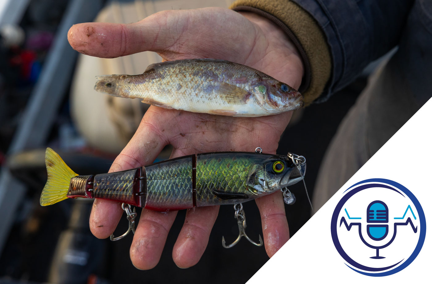 Ep45 – Bait Profiles & Matching the Hatch (MUST LISTEN EPISODE) episode artwork